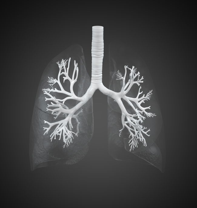 The lung-illustration in a transparent cardpicure. 